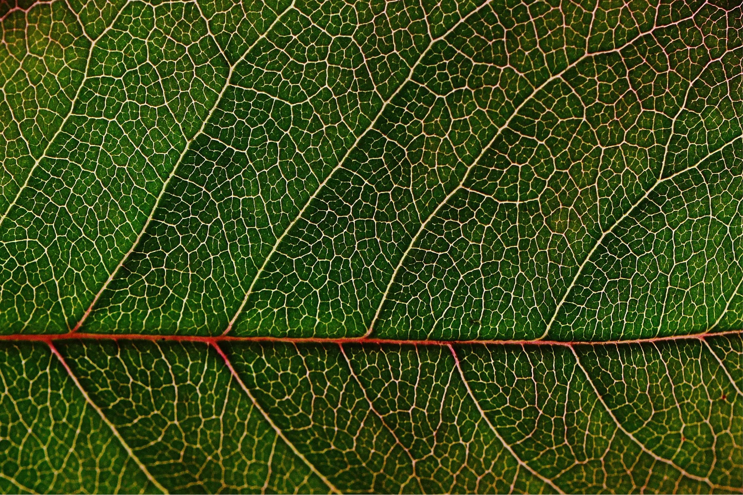 What is natural capital and why is it important?